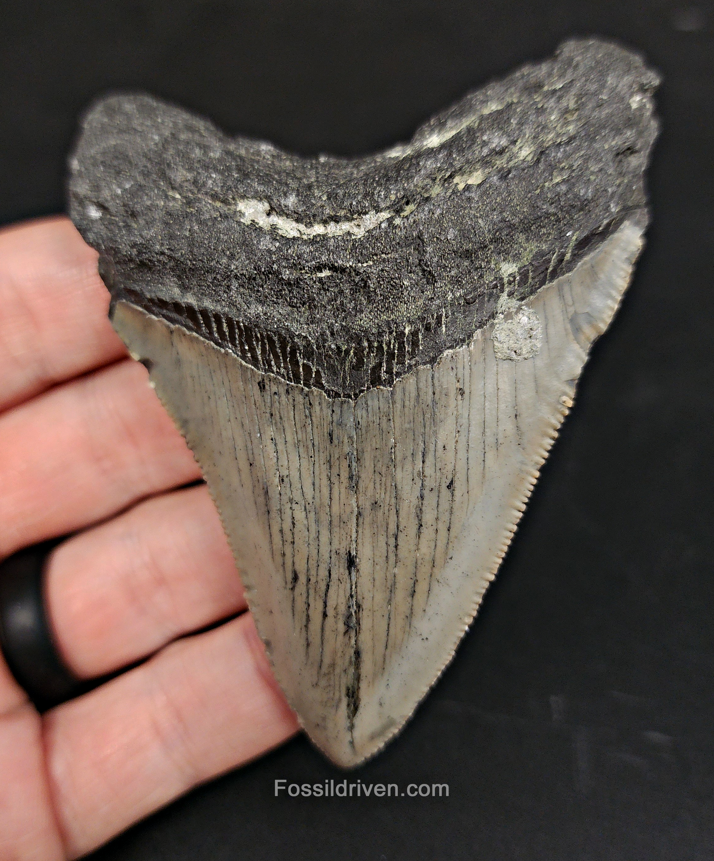 Authentic, 3.60" Fossil Megalodon Tooth - Meg Ledge