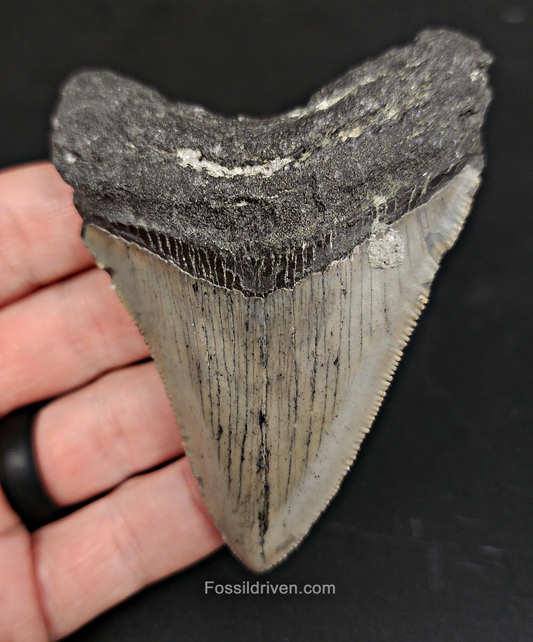 Authentic, 3.60" Fossil Megalodon Tooth - Meg Ledge