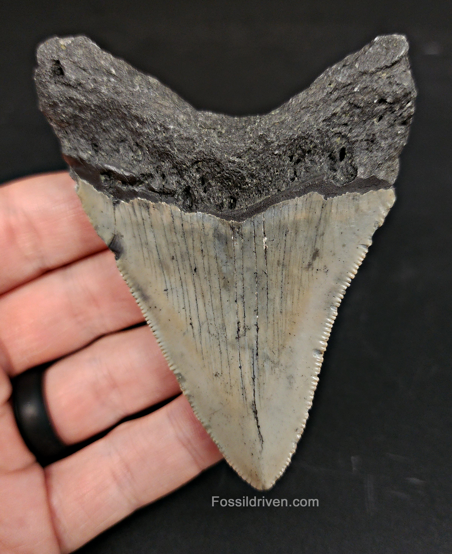 Authentic, 3.60" Fossil Megalodon Tooth - Meg Ledge
