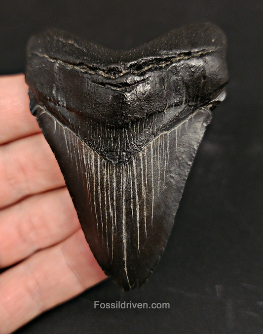 Authentic, 3.00" Fossil Megalodon Tooth - South Carolina