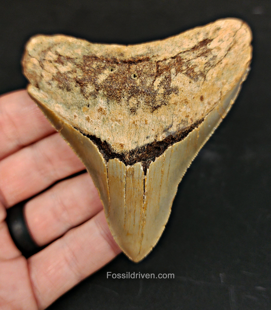 Authentic, 3.47" Fossil Megalodon Tooth - Meg Ledge
