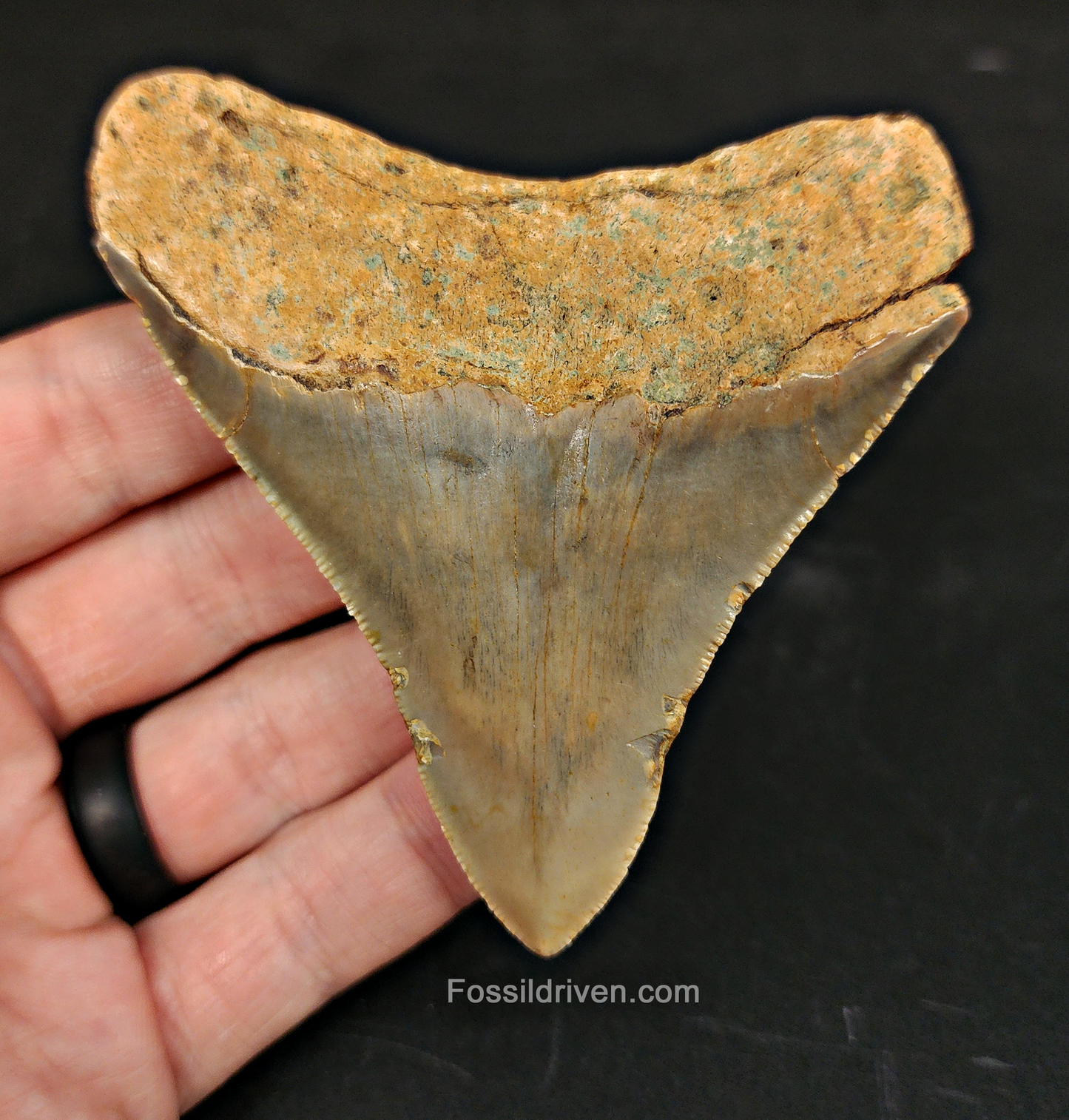 Authentic, 3.47" Fossil Megalodon Tooth - Meg Ledge
