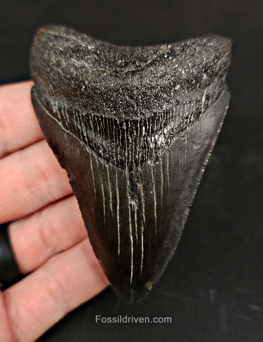 Authentic, 3.41" Fossil Megalodon Tooth - South Carolina
