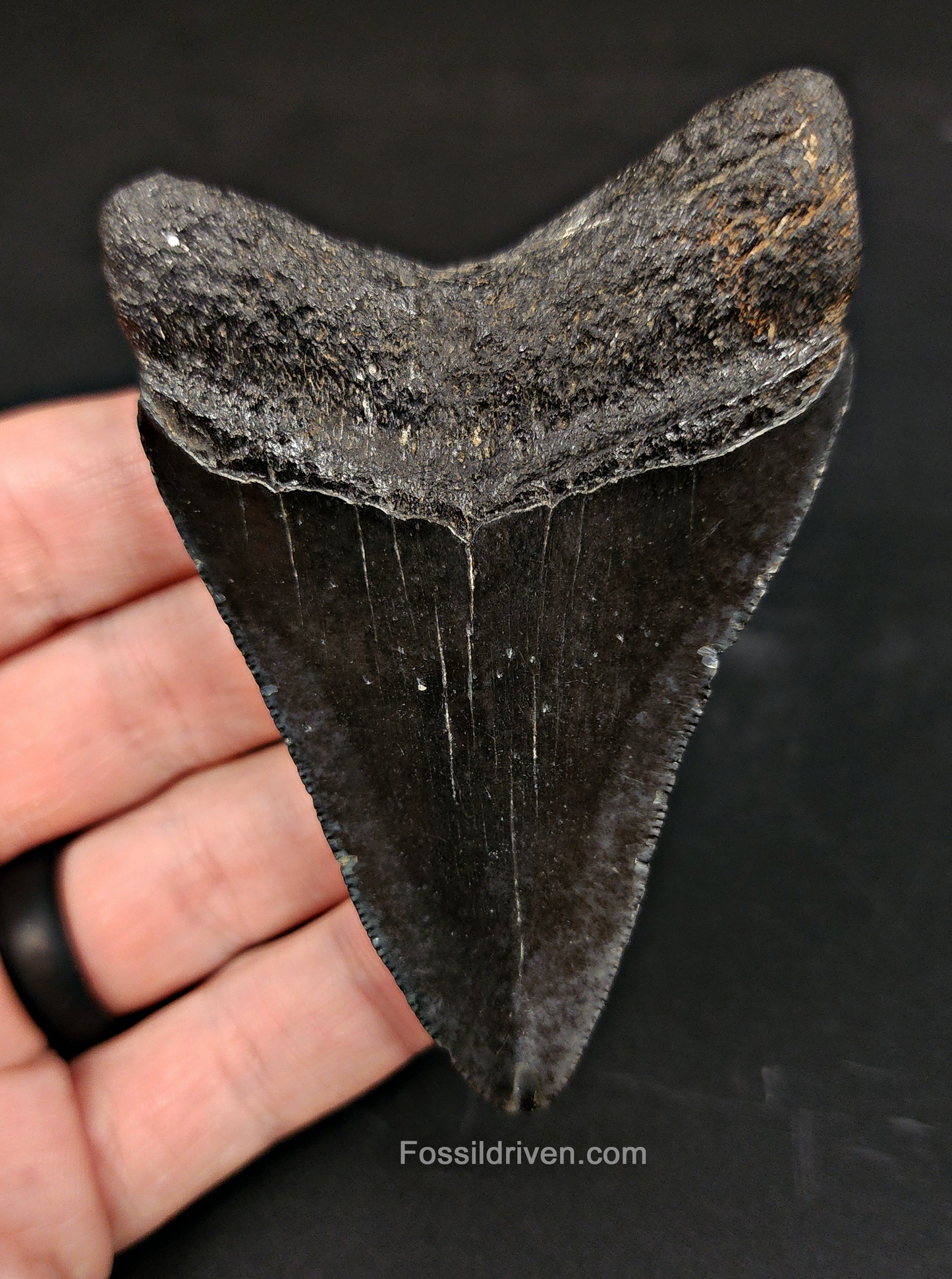 Authentic, 3.41" Fossil Megalodon Tooth - South Carolina