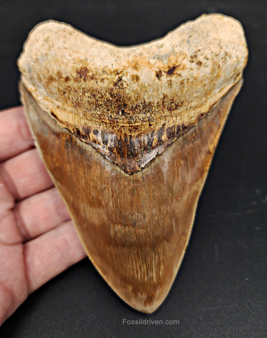 High Quality, 5.15" Fossil Megalodon Tooth - Indonesia