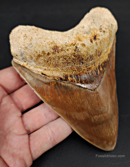 High Quality, 5.15" Fossil Megalodon Tooth - Indonesia