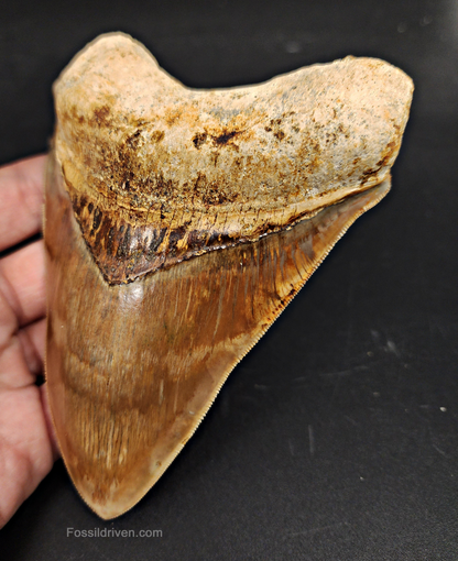 High Quality, 5.15" Fossil Megalodon Tooth - Indonesia
