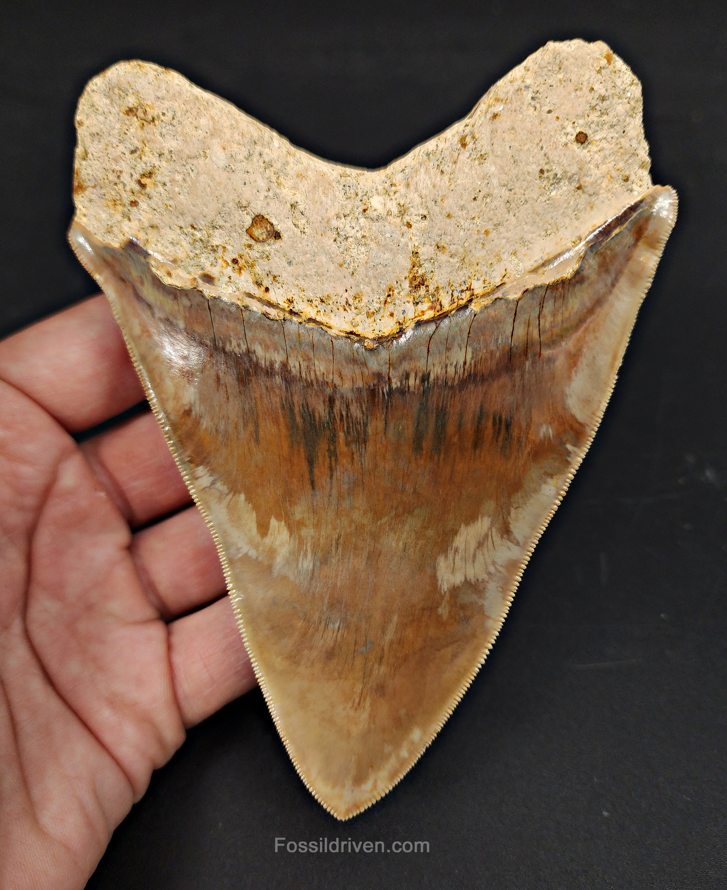 High Quality, 5.15" Fossil Megalodon Tooth - Indonesia