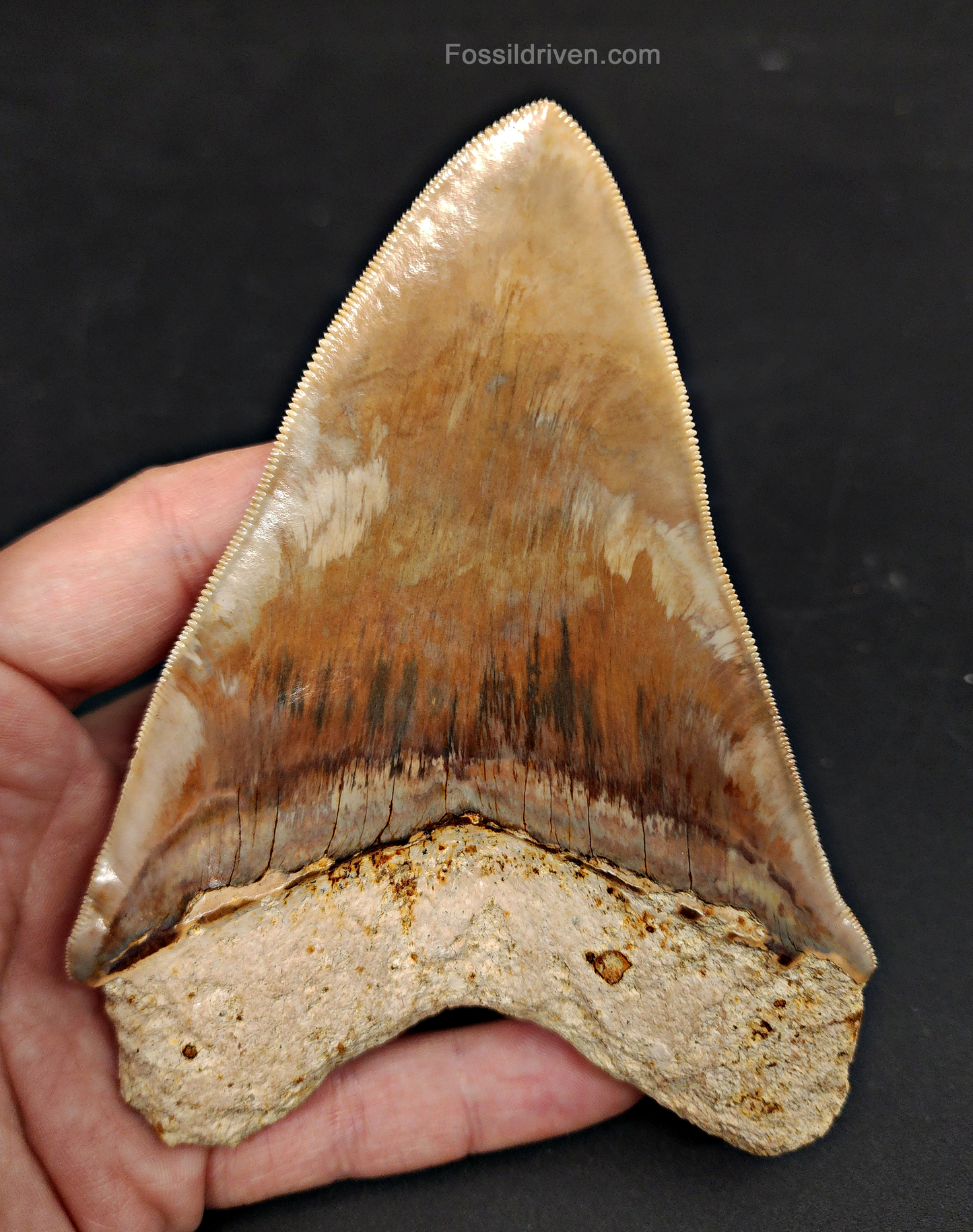 High Quality, 5.15" Fossil Megalodon Tooth - Indonesia