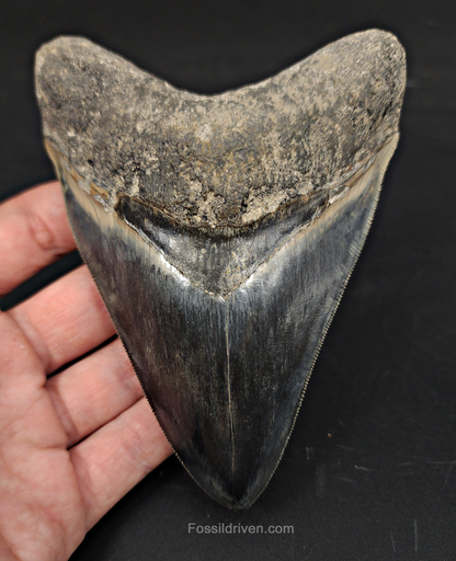 Collector Quality, 5.04" Fossil Megalodon Tooth - Indonesia