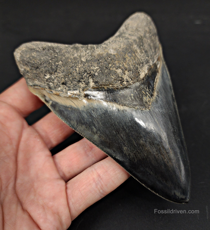 Collector Quality, 5.04" Fossil Megalodon Tooth - Indonesia