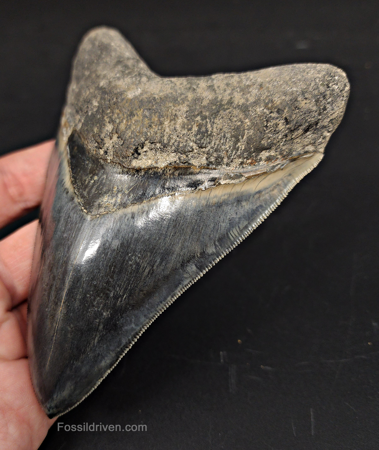 Collector Quality, 5.04" Fossil Megalodon Tooth - Indonesia
