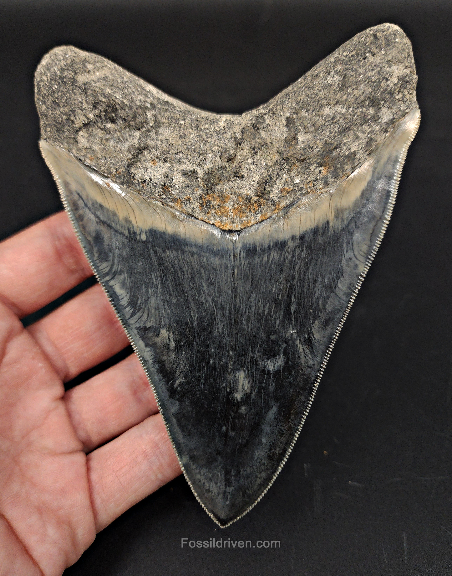 Collector Quality, 5.04" Fossil Megalodon Tooth - Indonesia