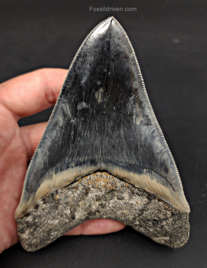 Collector Quality, 5.04" Fossil Megalodon Tooth - Indonesia