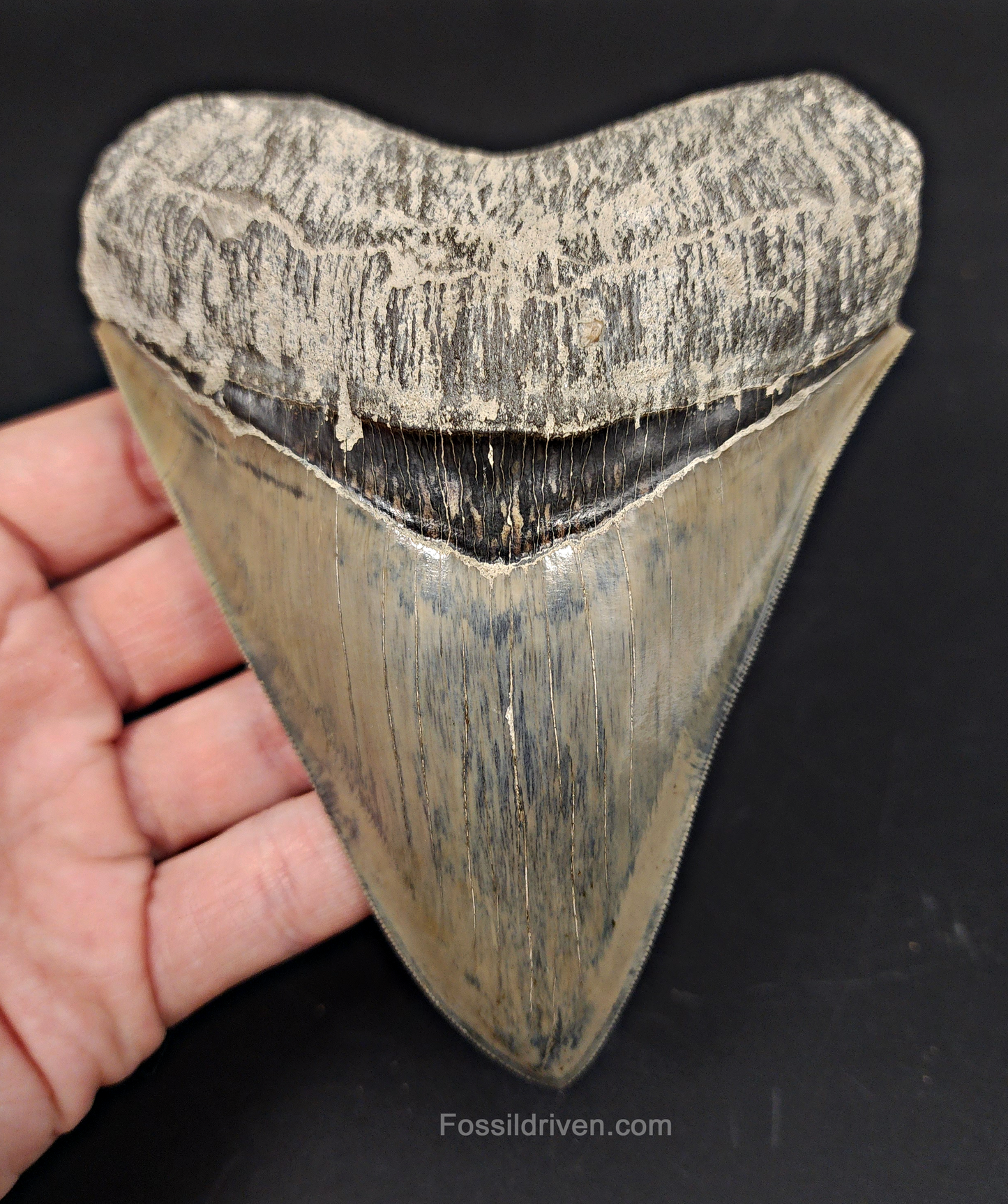 High Quality, 5.15" Fossil Megalodon Tooth - Indonesia