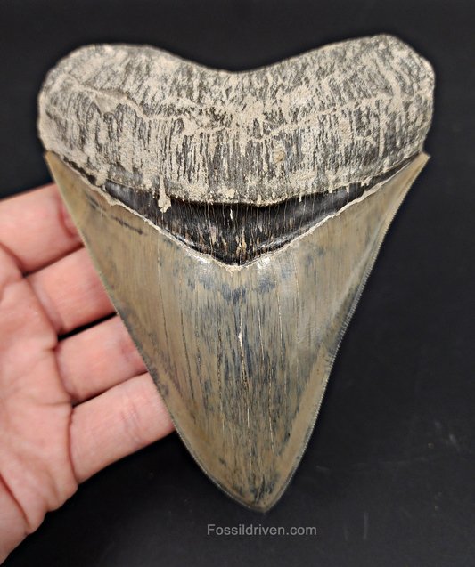 High Quality, 5.15" Fossil Megalodon Tooth - Indonesia