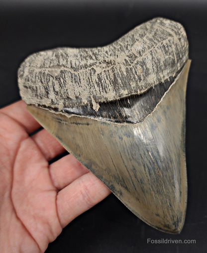 High Quality, 5.15" Fossil Megalodon Tooth - Indonesia