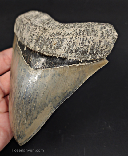 High Quality, 5.15" Fossil Megalodon Tooth - Indonesia