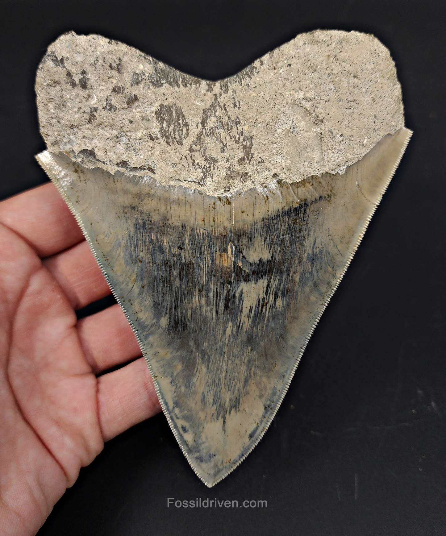 High Quality, 5.15" Fossil Megalodon Tooth - Indonesia