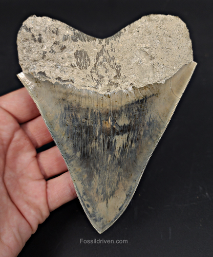 High Quality, 5.15" Fossil Megalodon Tooth - Indonesia
