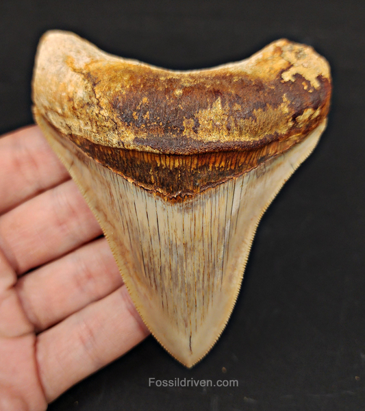 Collector Quality, 4.12" Fossil Megalodon Tooth - Indonesia