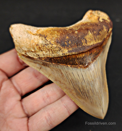 Collector Quality, 4.12" Fossil Megalodon Tooth - Indonesia