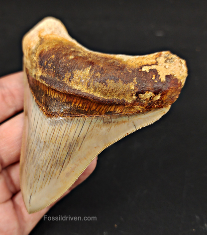 Collector Quality, 4.12" Fossil Megalodon Tooth - Indonesia