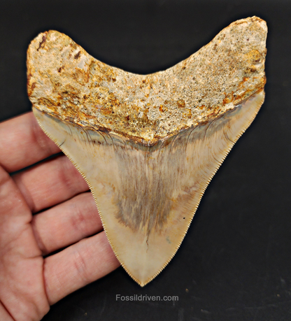 Collector Quality, 4.12" Fossil Megalodon Tooth - Indonesia