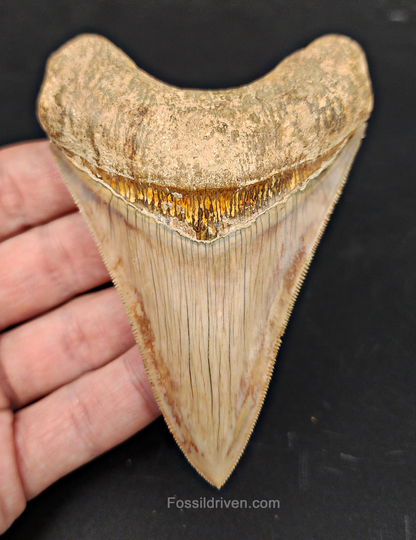 Collector Quality, 4.05" Fossil Megalodon Tooth - Indonesia