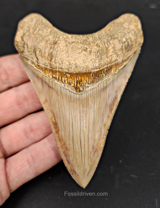 Collector Quality, 4.05" Fossil Megalodon Tooth - Indonesia