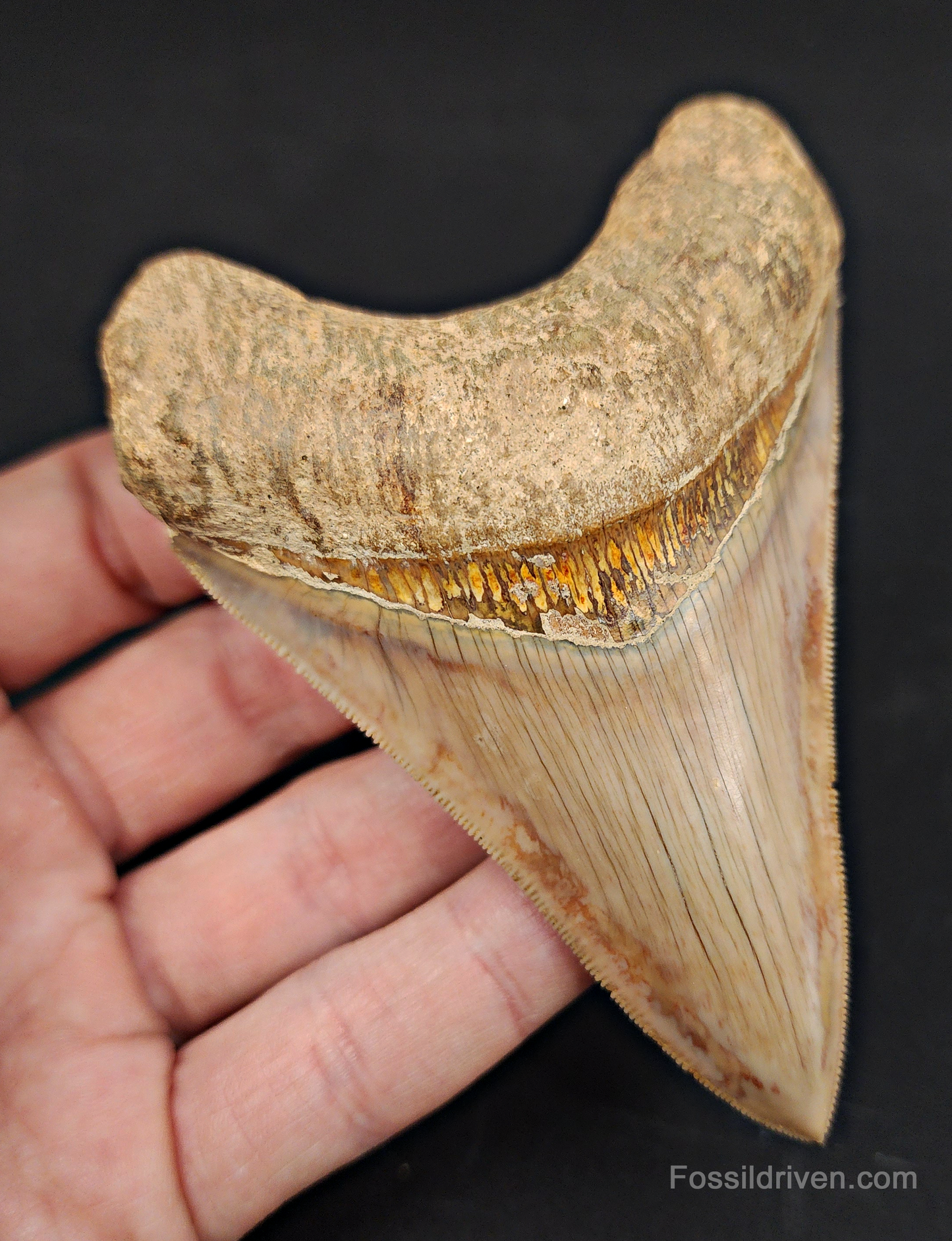 Collector Quality, 4.05" Fossil Megalodon Tooth - Indonesia
