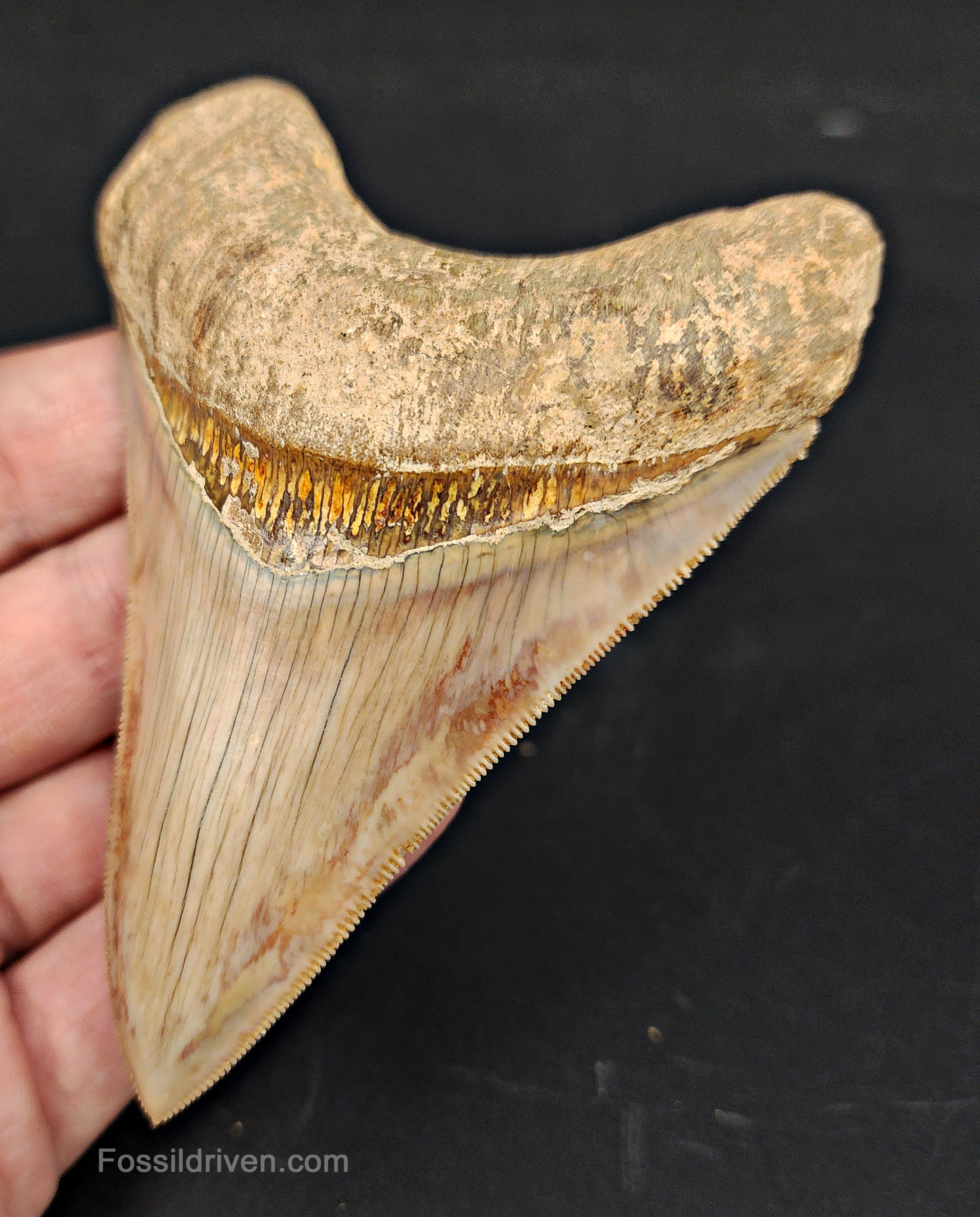 Collector Quality, 4.05" Fossil Megalodon Tooth - Indonesia