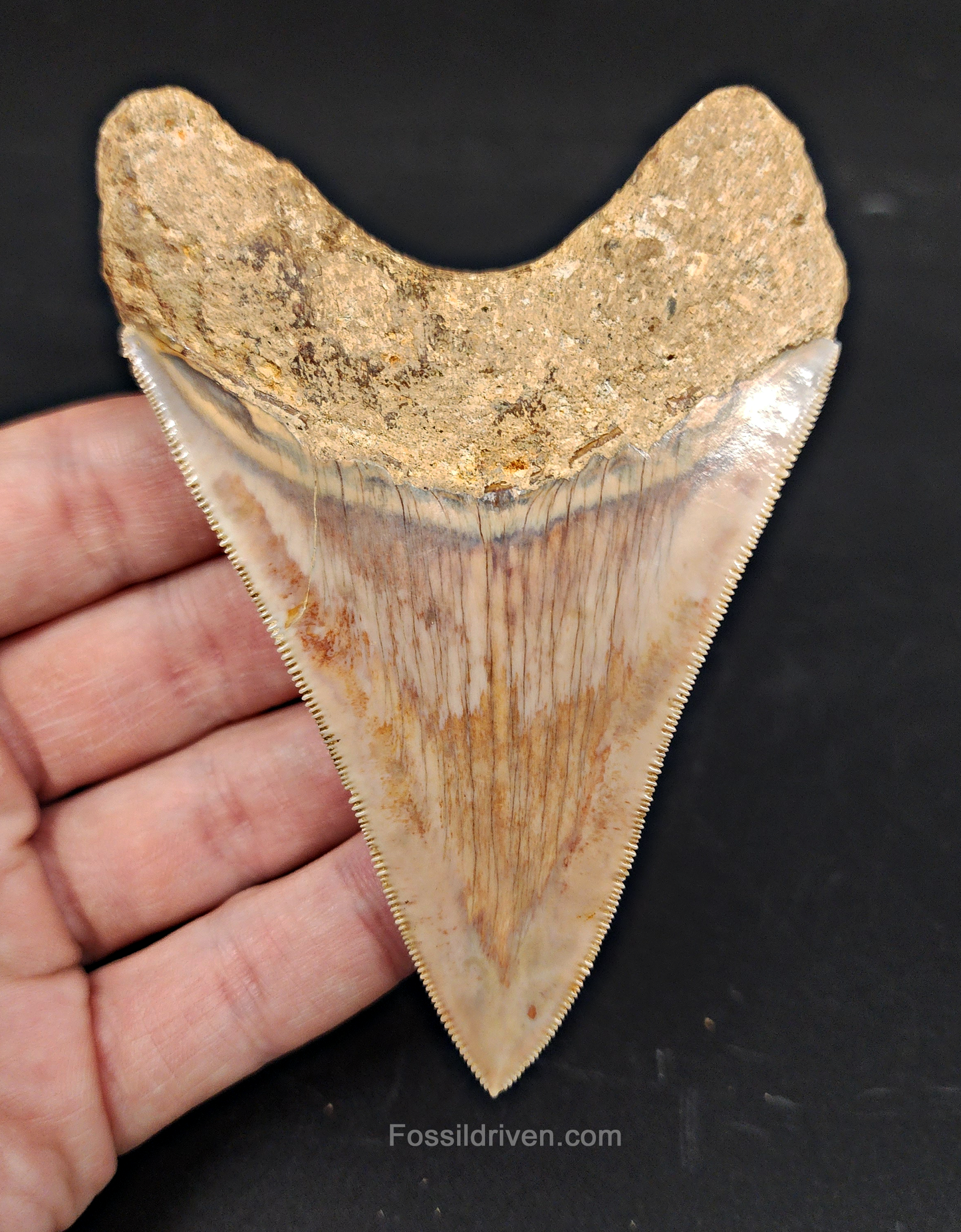 Collector Quality, 4.05" Fossil Megalodon Tooth - Indonesia