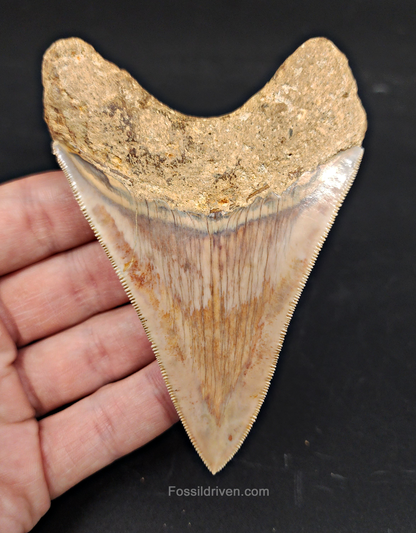 Collector Quality, 4.05" Fossil Megalodon Tooth - Indonesia