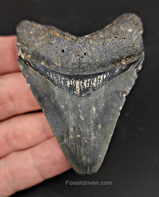 Authentic, 2.79" Fossil Megalodon Tooth - Venice, Florida