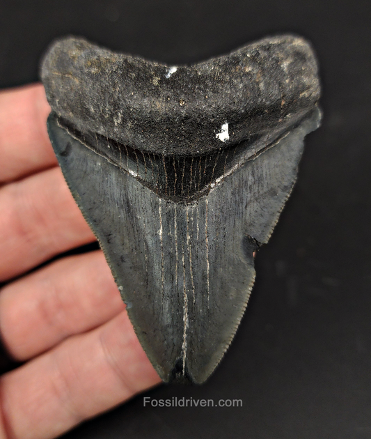 Authentic, 2.83" Fossil Megalodon Tooth - Venice, Florida