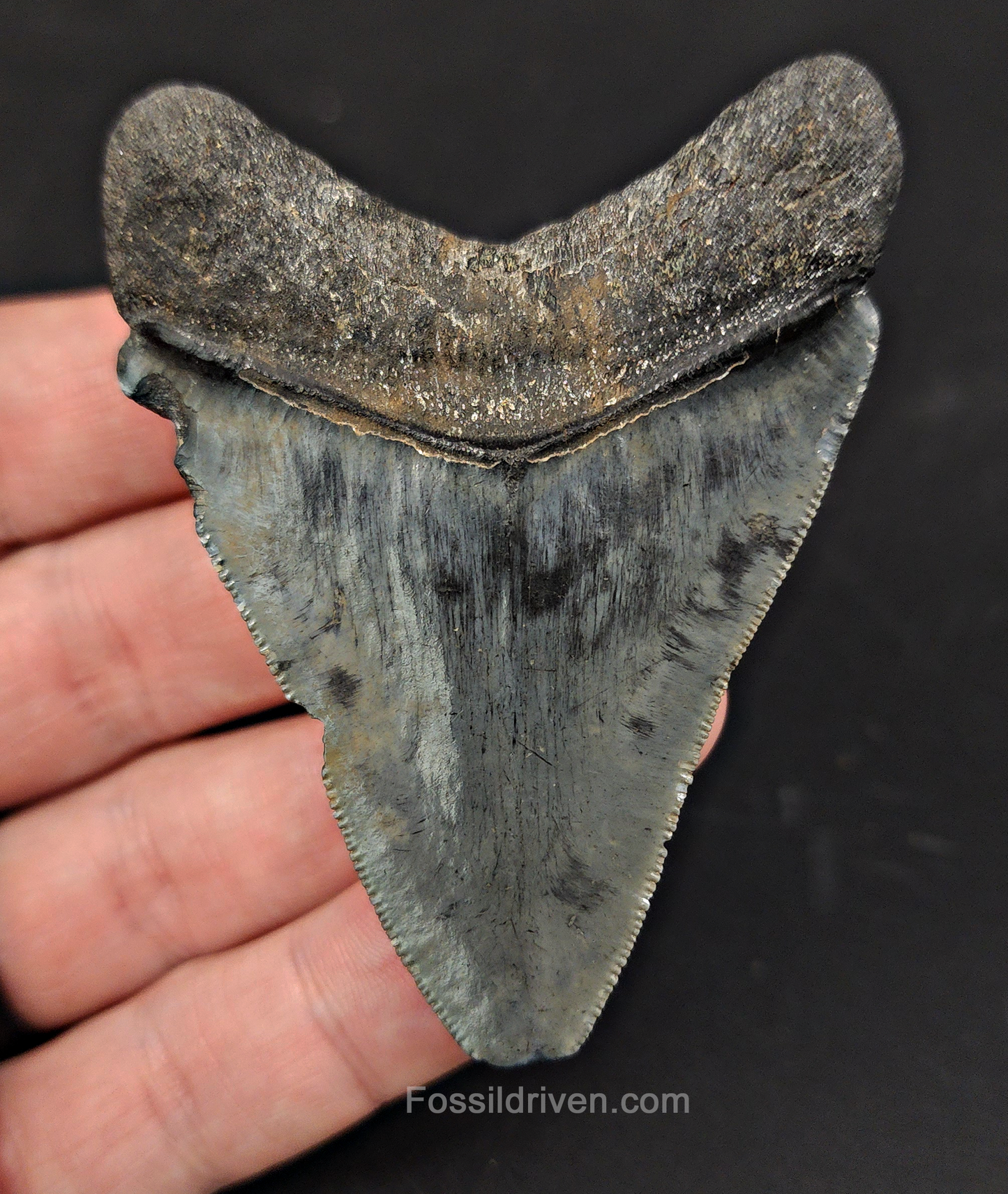 Authentic, 2.83" Fossil Megalodon Tooth - Venice, Florida