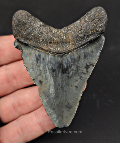 Authentic, 2.83" Fossil Megalodon Tooth - Venice, Florida