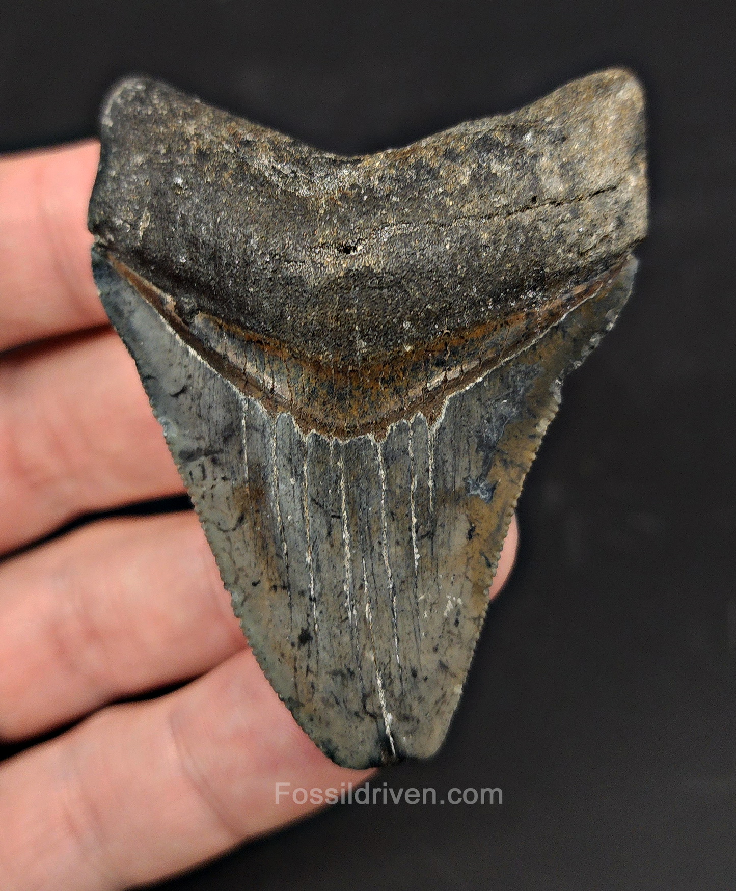 Authentic, 2.60" Fossil Megalodon Tooth - Venice, Florida