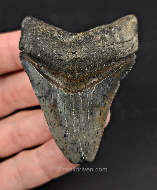 Authentic, 2.60" Fossil Megalodon Tooth - Venice, Florida