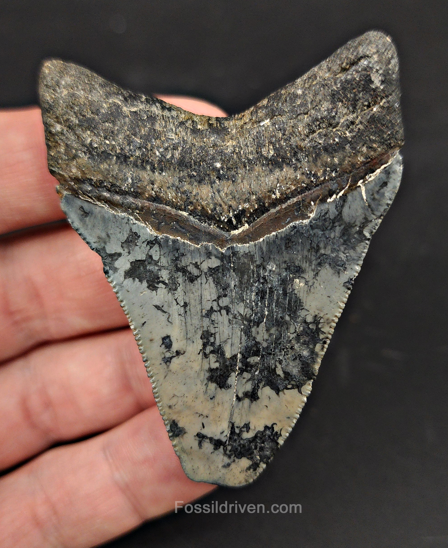 Authentic, 2.60" Fossil Megalodon Tooth - Venice, Florida