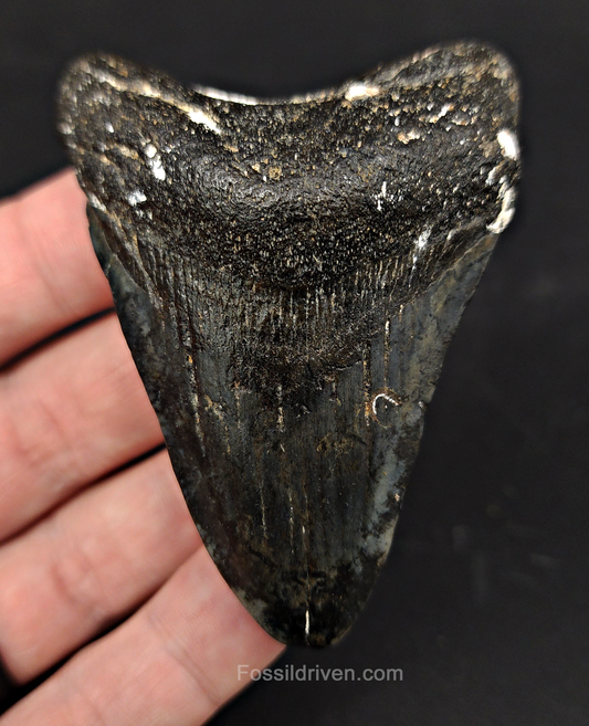 Authentic, 2.99" Fossil Megalodon Tooth - Venice, Florida