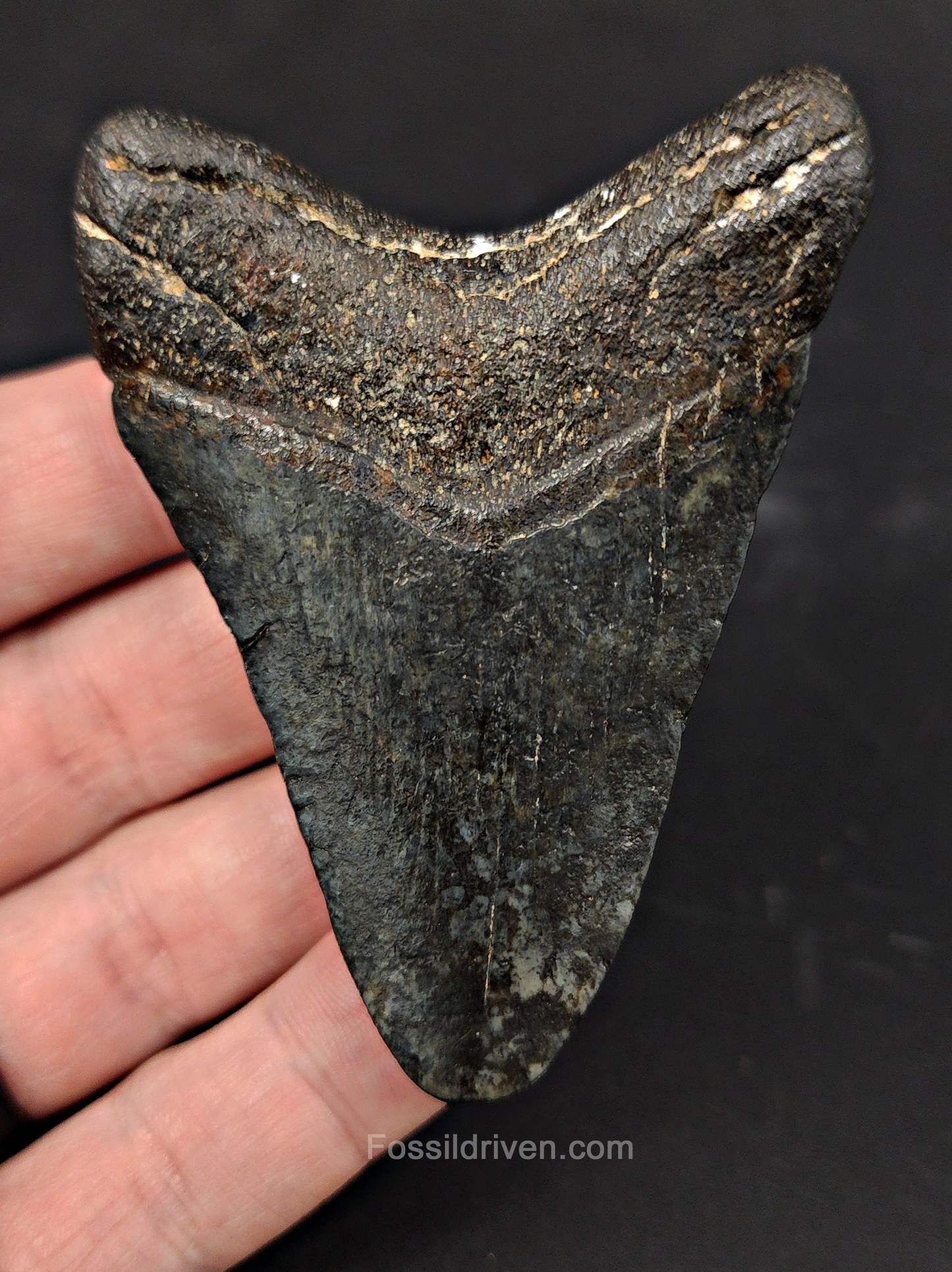 Authentic, 2.99" Fossil Megalodon Tooth - Venice, Florida