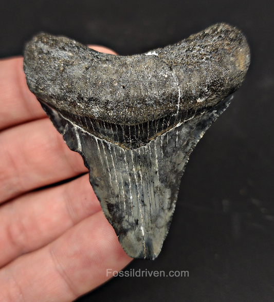 Authentic, 2.47" Fossil Megalodon Tooth - Venice, Florida