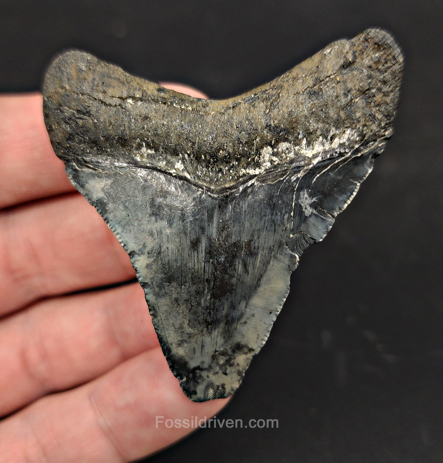 Authentic, 2.47" Fossil Megalodon Tooth - Venice, Florida