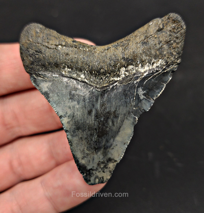 Authentic, 2.47" Fossil Megalodon Tooth - Venice, Florida