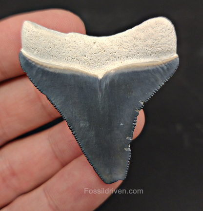 Authentic, 2.04" Fossil Megalodon Tooth - Bone Valley, Florida