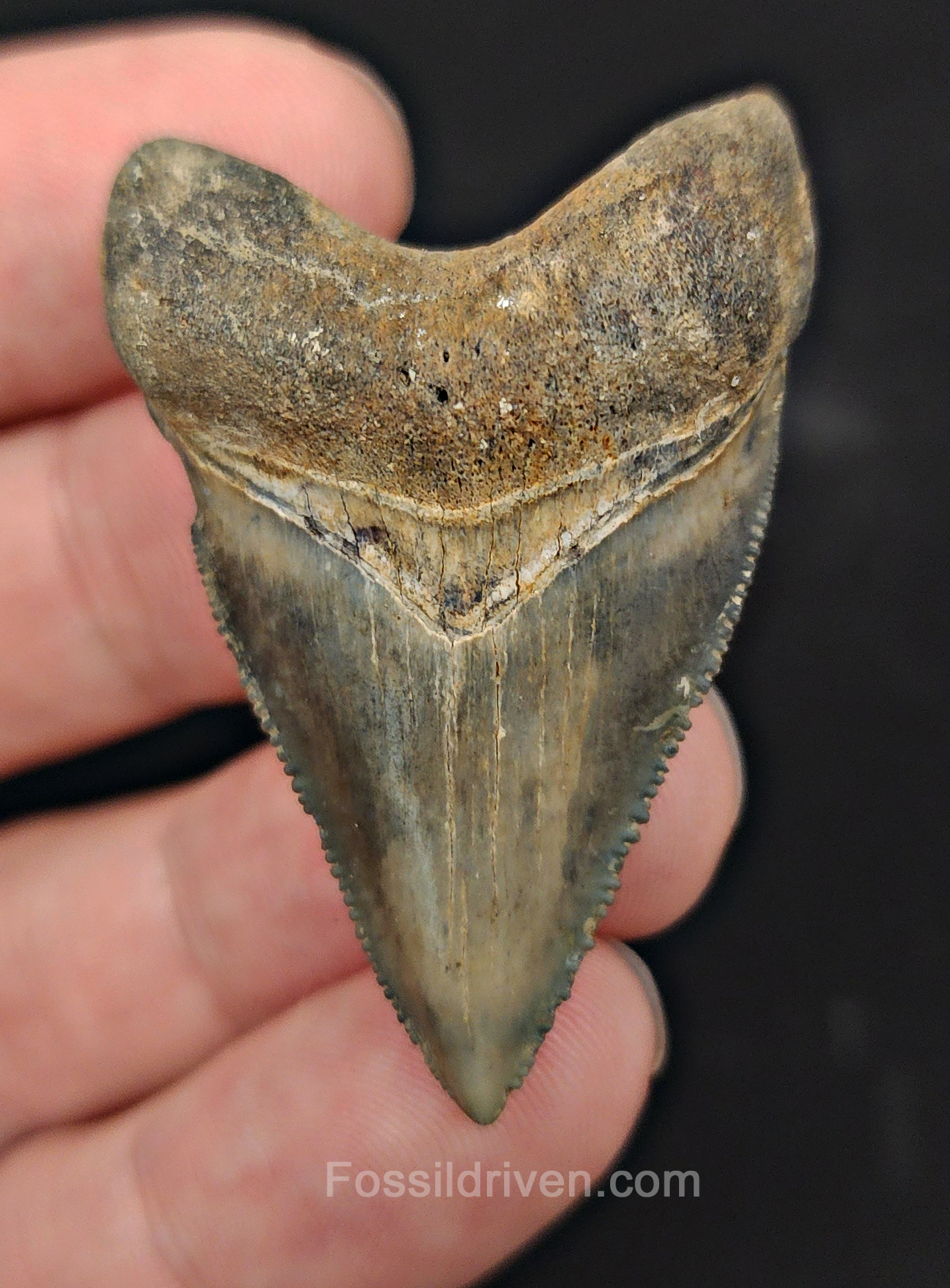 Beautiful, 1.85" Fossil Megalodon Tooth - Golden Beach, Florida