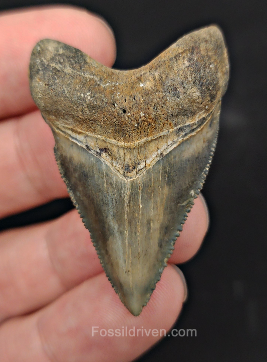 Beautiful, 1.85" Fossil Megalodon Tooth - Golden Beach, Florida