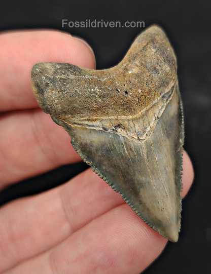 Beautiful, 1.85" Fossil Megalodon Tooth - Golden Beach, Florida